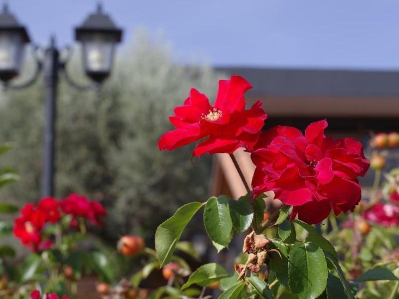 Hotel Los Olivos Getafe Buitenkant foto
